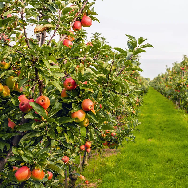 apfel